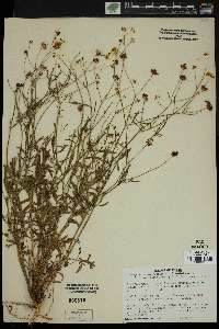 Coreopsis tinctoria image