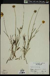 Coreopsis grandiflora image