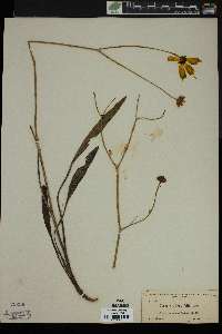 Coreopsis gladiata image