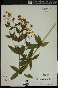 Coreopsis major image