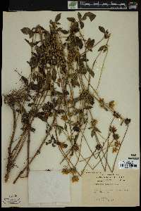 Coreopsis pubescens image