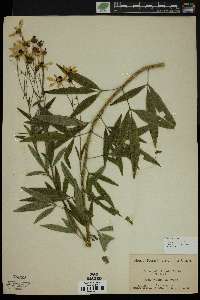 Coreopsis tripteris image