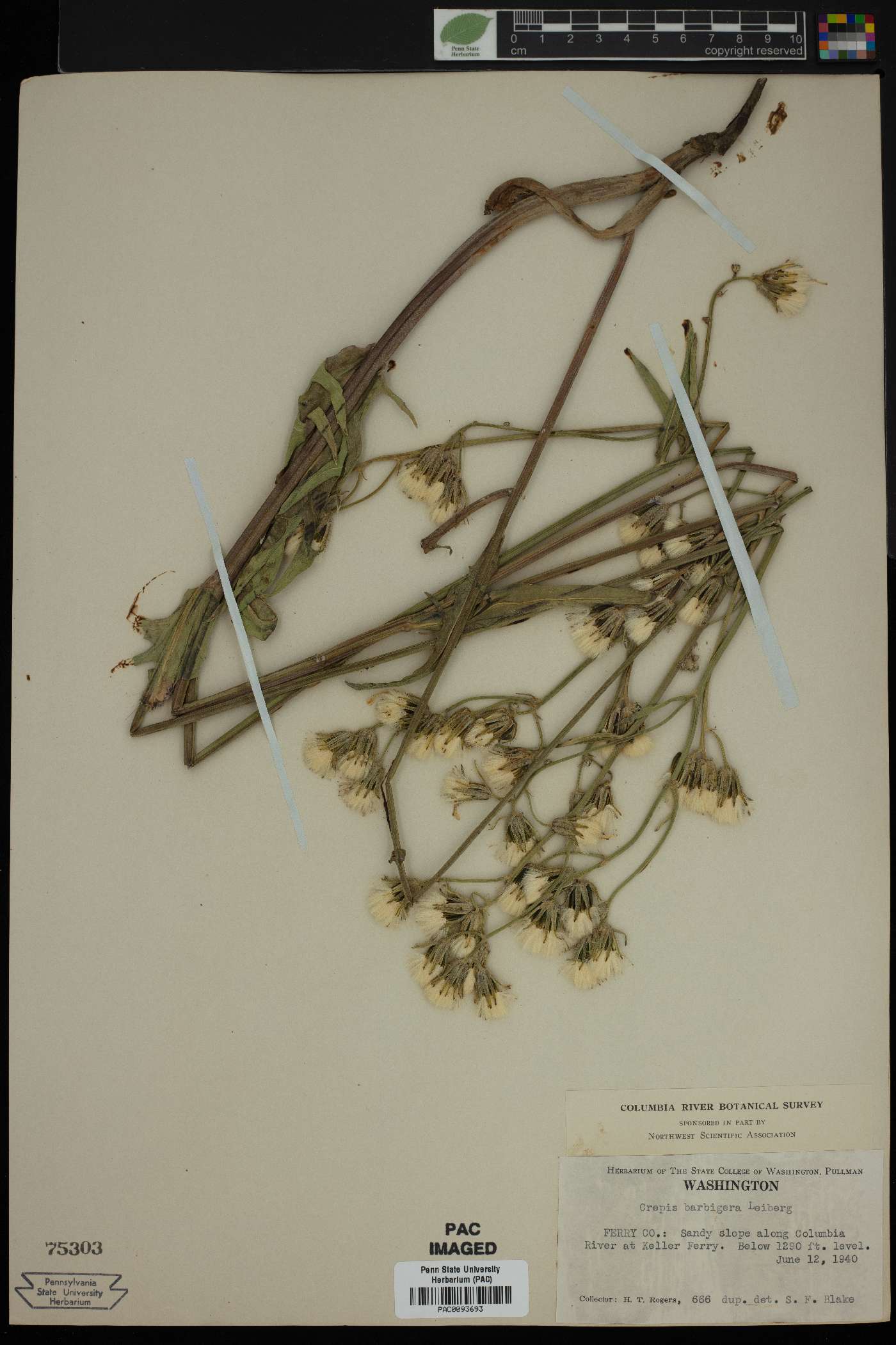 Crepis barbigera image