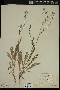 Crepis capillaris image