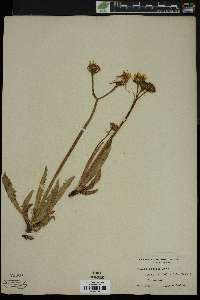 Image of Crepis riparia