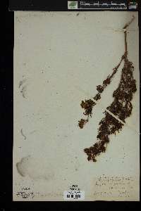 Dyssodia chrysanthemoides image