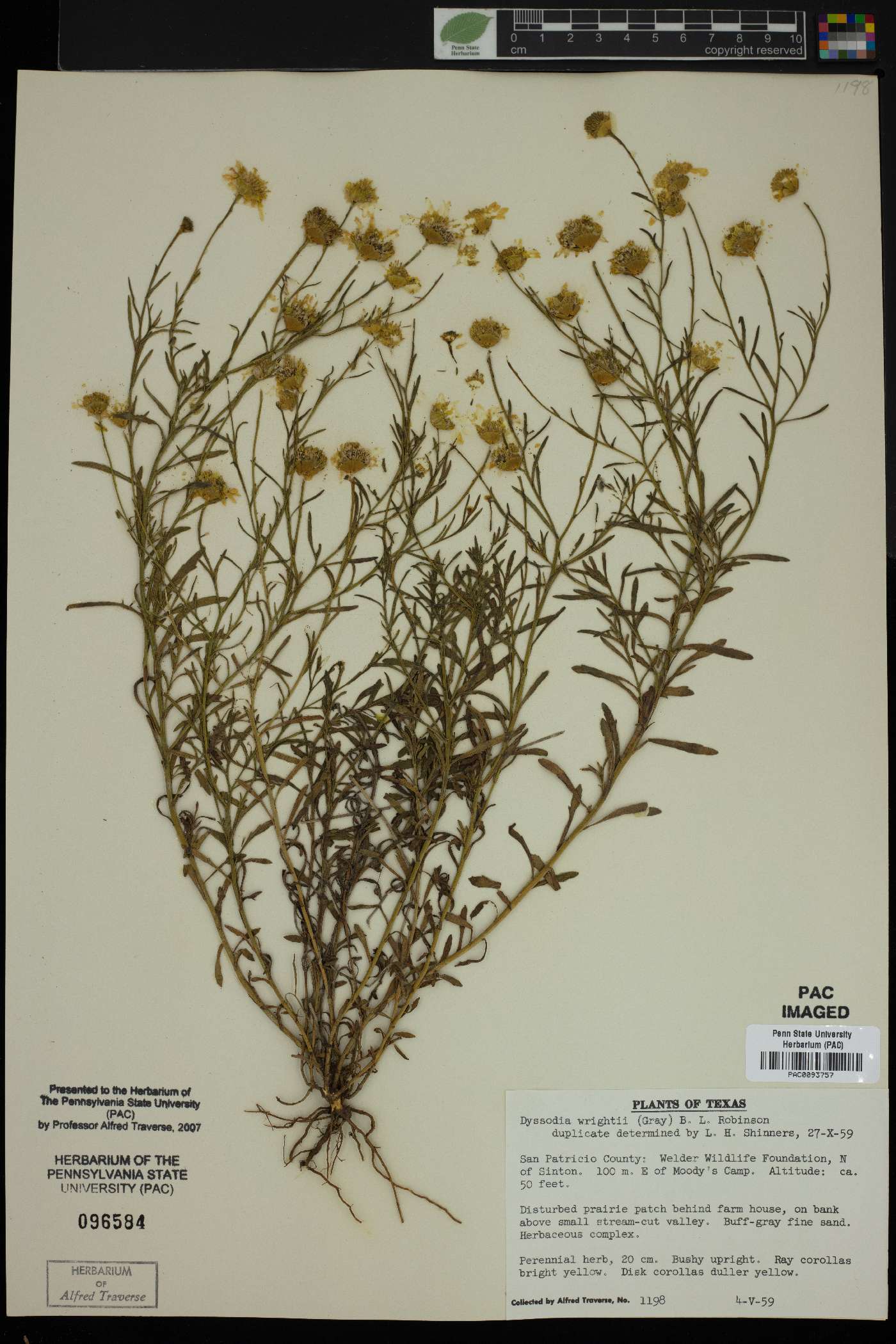 Dyssodia wrightii image