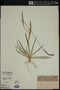 Tofieldia calyculata image