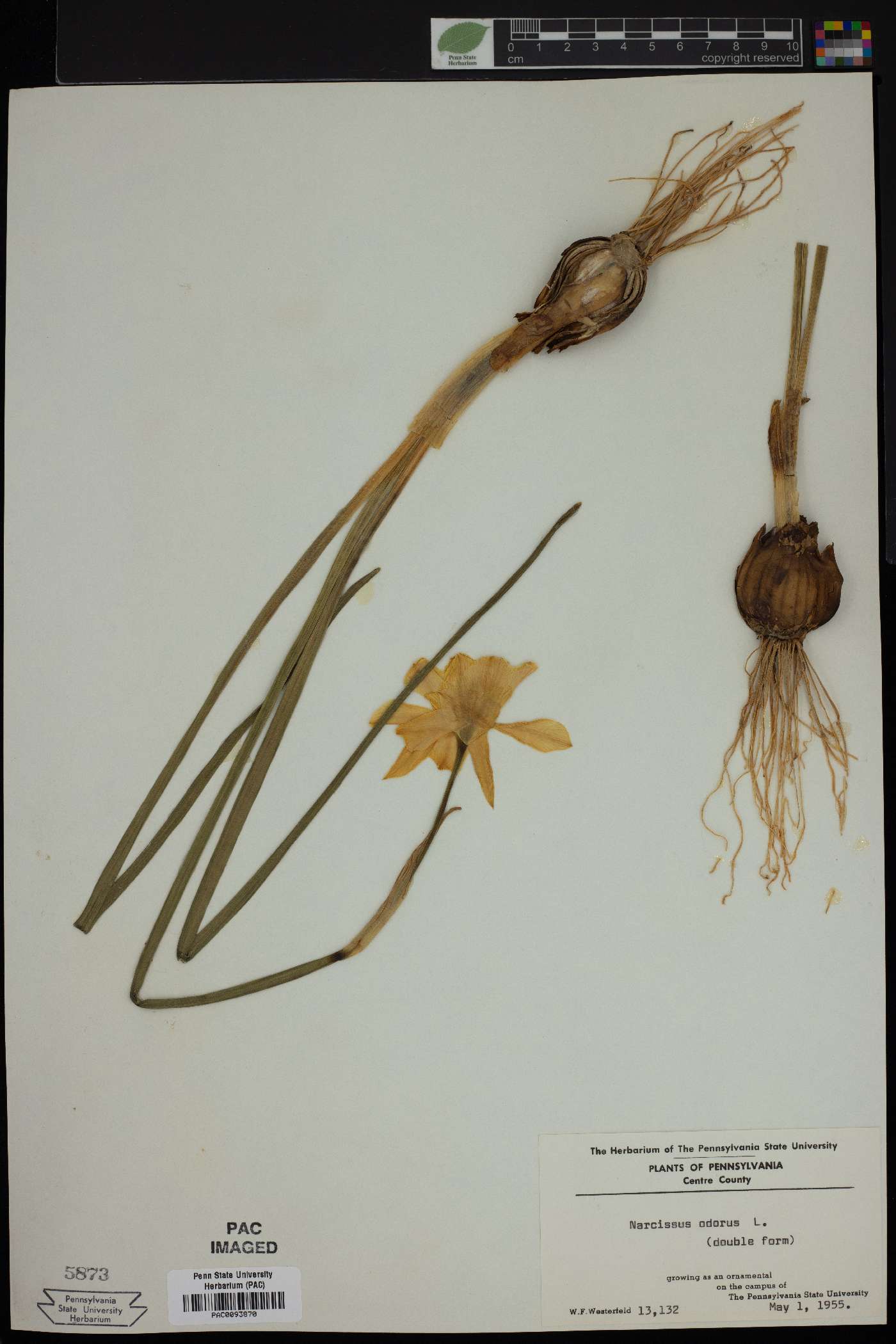 Narcissus odorus image