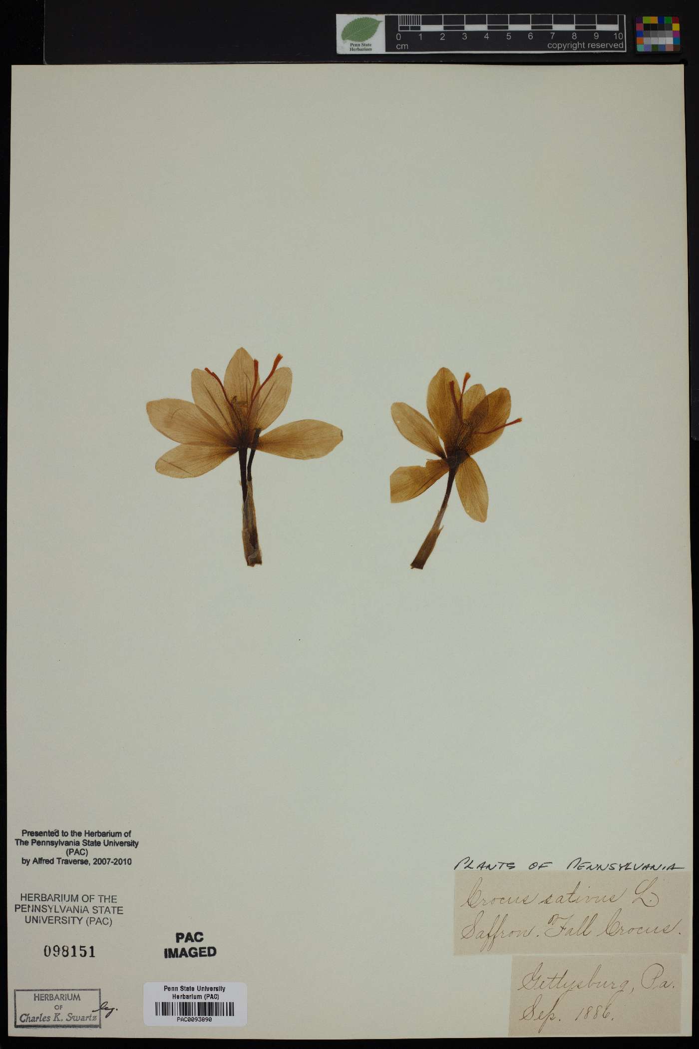 Crocus sativus image