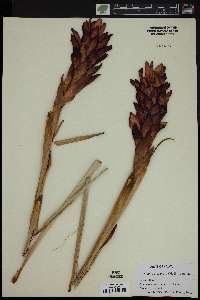 Alpinia purpurata image