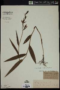 Cephalanthera rubra image