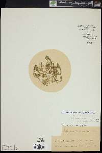Selaginella spinulosa image