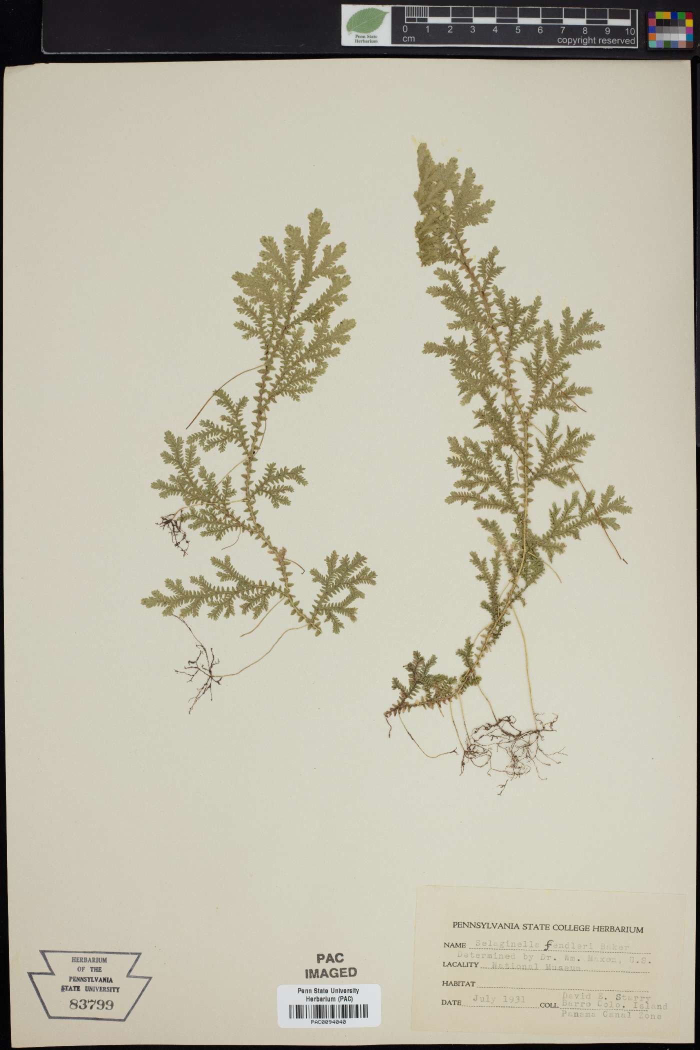 Selaginella fendleri image