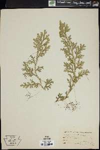 Selaginella fendleri image