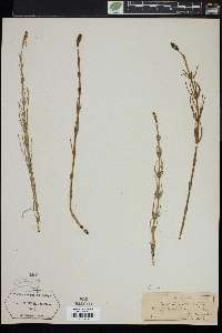 Equisetum palustre image