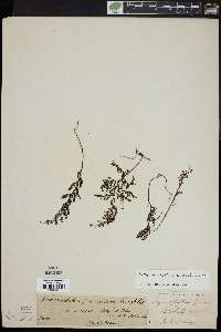 Hymenophyllum australe image