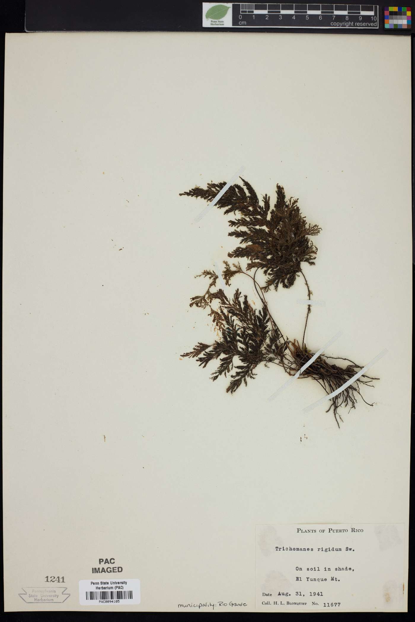 Trichomanes rigidum image