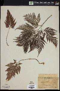 Asplenium adiantum-nigrum image