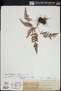 Asplenium adiantum-nigrum image