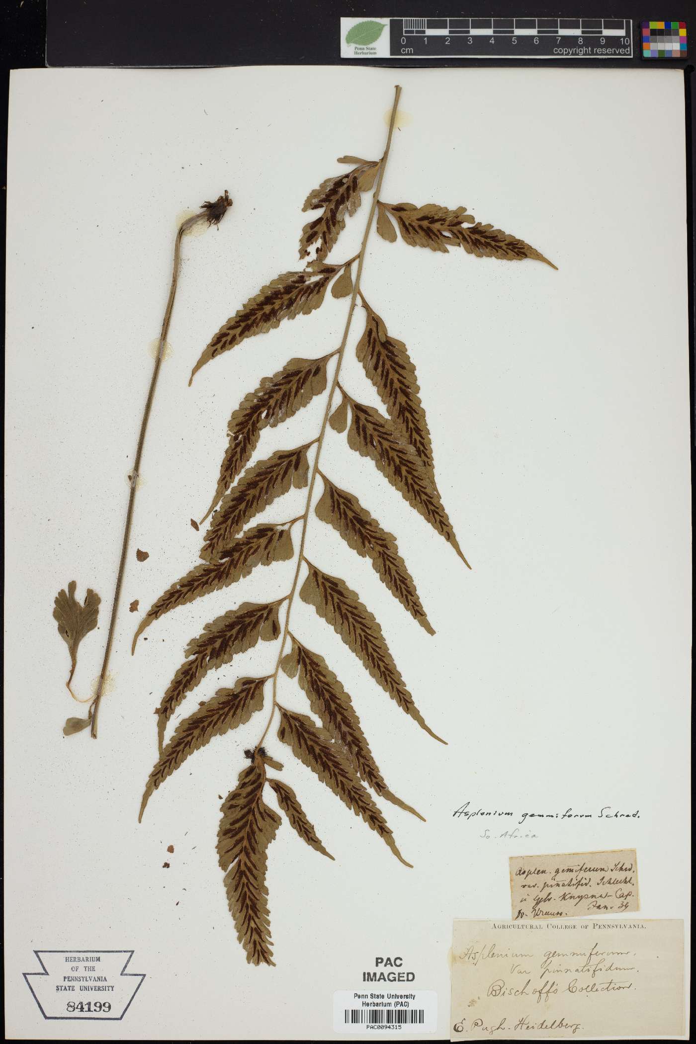 Asplenium gemmiferum image