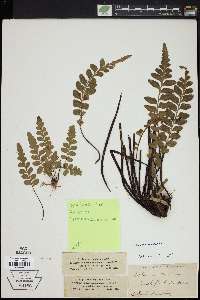 Asplenium sulcatum image