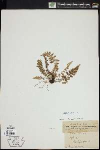 Asplenium sulcatum image