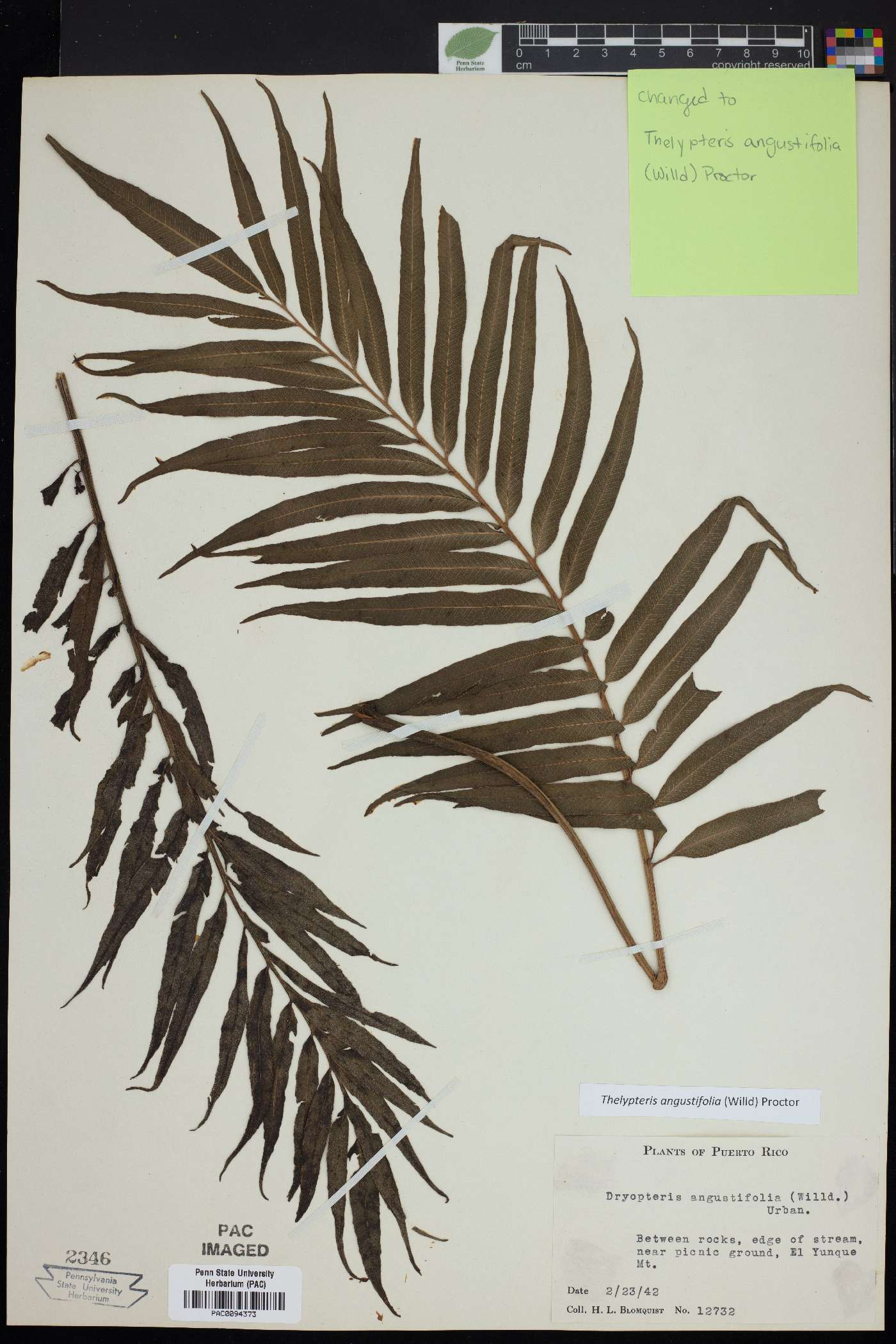 Thelypteris angustifolia image