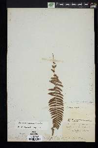 Blechnum hastatum image