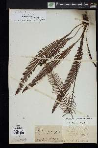 Blechnum spicant image