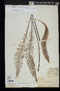 Blechnum spicant image