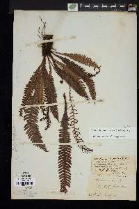 Blechnum spicant image