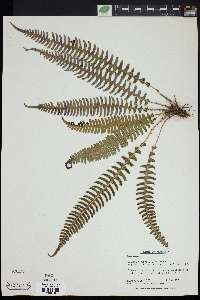 Blechnum polypodioides image