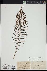 Blechnum capense image