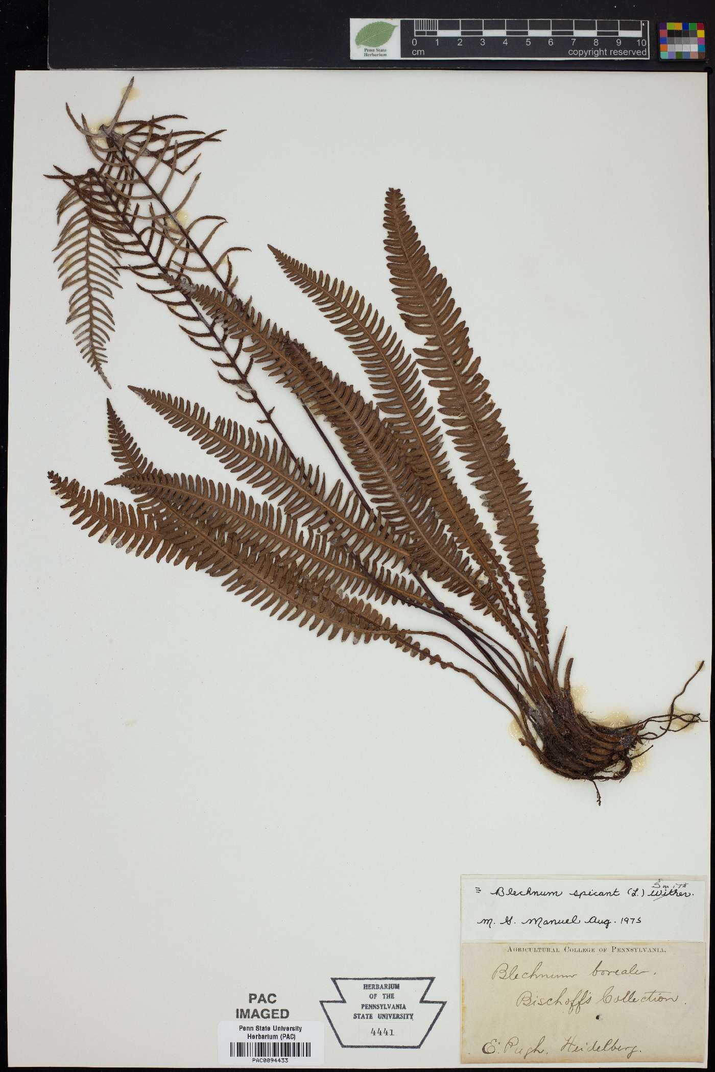 Blechnum boreale image