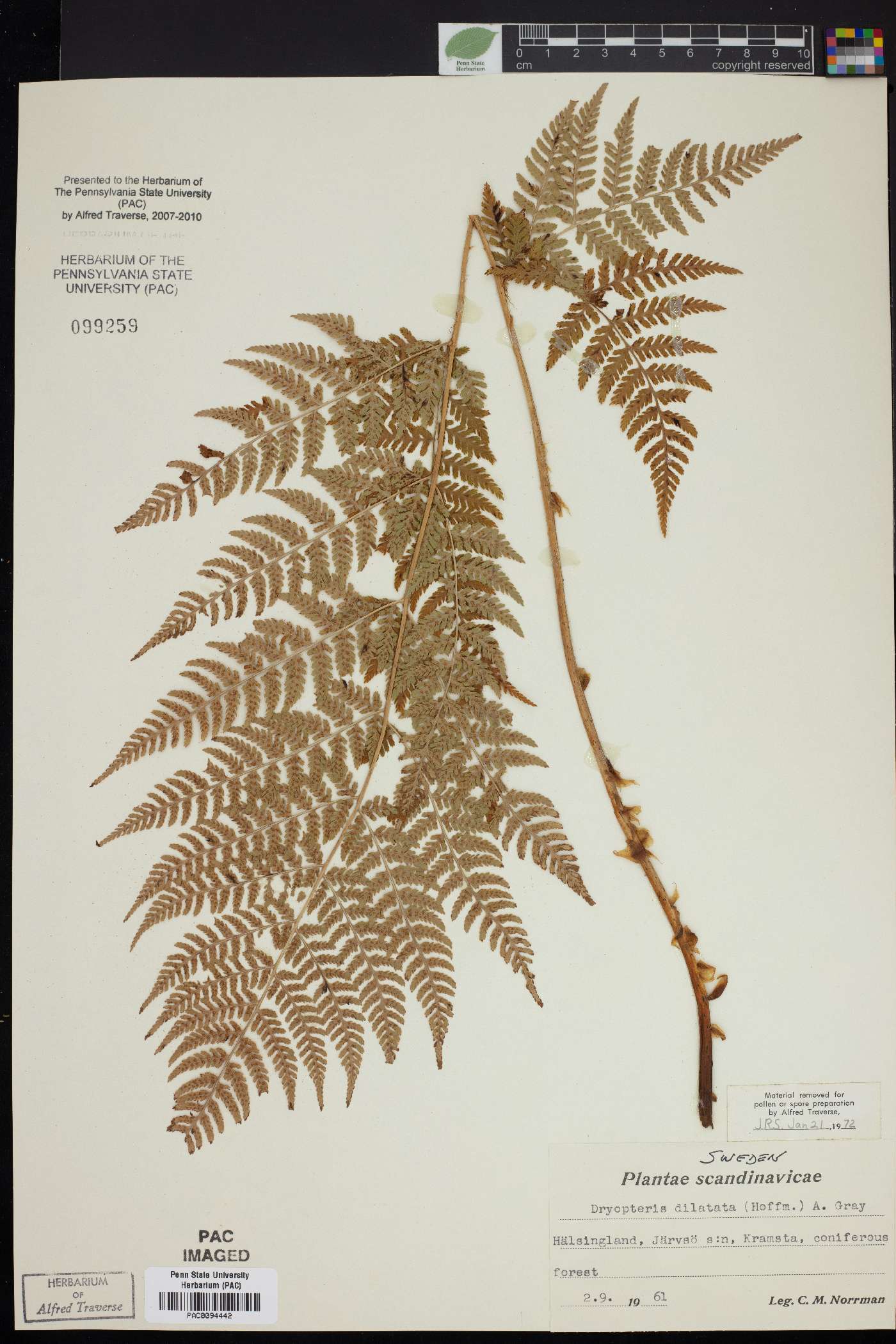 Dryopteris dilatata image