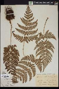 Dryopteris dilatata image