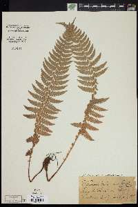 Dryopteris filix-mas image