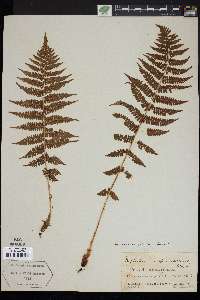 Nephrodium spinulosum image