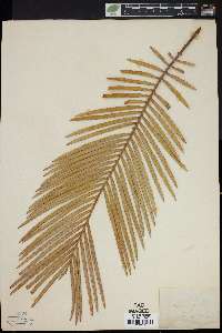 Cycas revoluta image