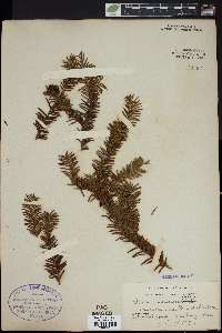 Taxus canadensis image