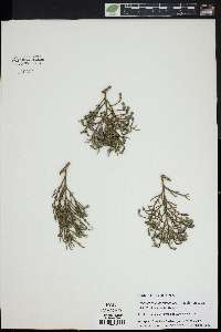 Dacrycarpus dacrydioides image