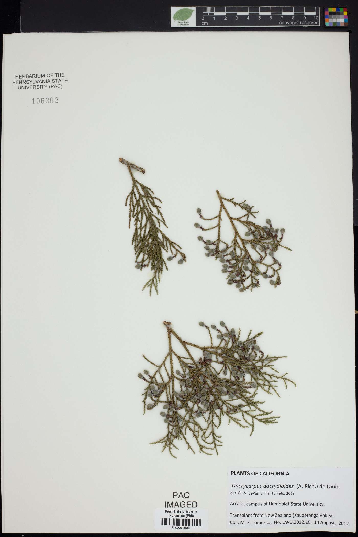 Dacrycarpus dacrydioides image