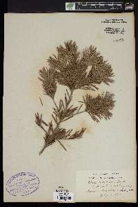 Abies lasiocarpa image