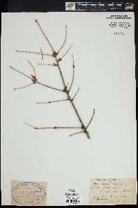 Image of Picea alba
