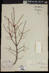 Picea orientalis image