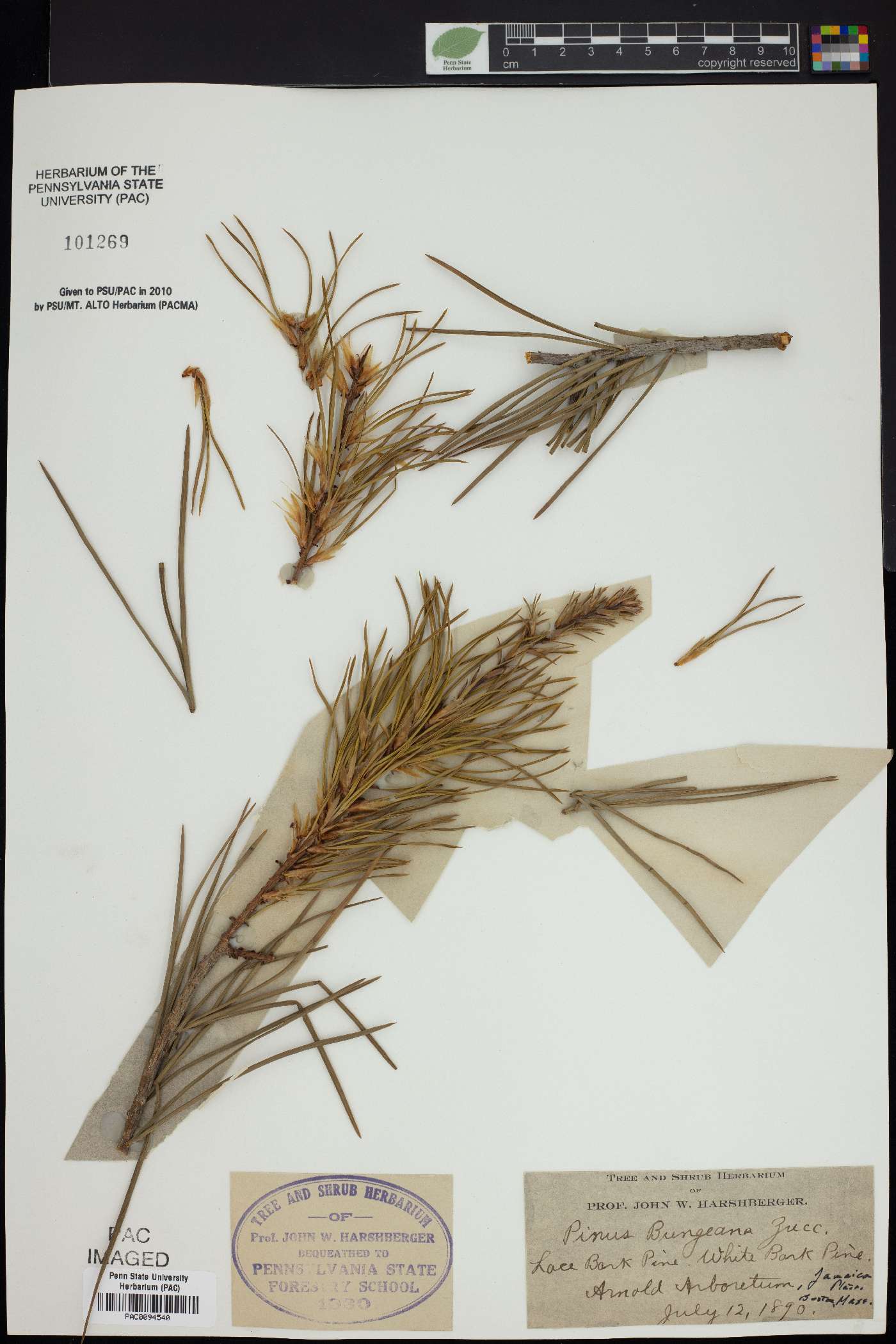 Pinus bungeana image