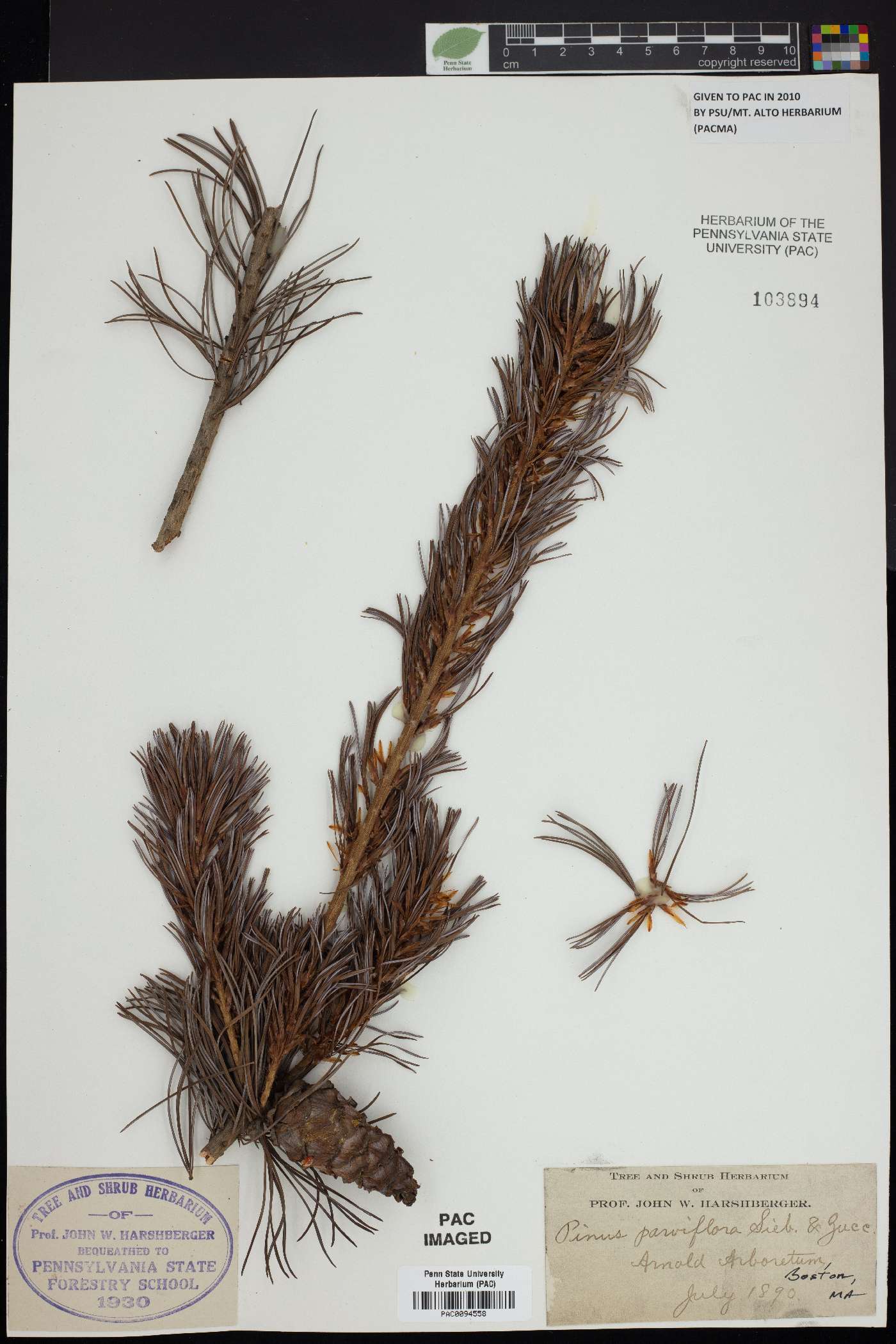 Pinus parviflora image