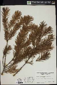 Pseudotsuga menziesii image