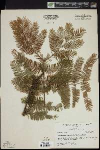 Metasequoia glyptostroboides image